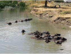 Orköy, Afyon’da 6 Aileye Manda Kredisi Verdi.