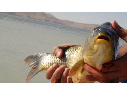 Bitlisli Haftanın Yorgunluğunu Nazik Gölü'nde Atıyor