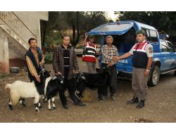 Jandarma Keçi Hırsızını Pazarda Yakaladı