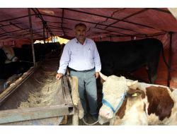 Karslı Celep, Kurbanlık Satarak Çocuklarını Üniversitede Okutuyor