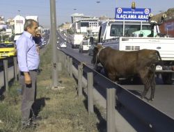 Kurbanlık Boğa E-5’i Birbirine Kattı