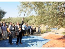 Gürmen: Zeytinyağının Kilosuna 1 Lira, Zeytine 20 Kuruş Prim Bekliyoruz