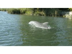 Yunus Balıkları Sakarya Nehri'ne Girdi