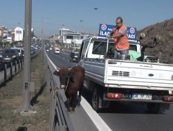 Kızgın Boğa 13 Saat Sonra Yakalandı