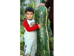 Elbistan'da 60 Kilogramlık Dev Kabak Yetişti