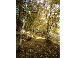 Sarıkamış'ta Sarıçam Ormanı Sonbaharda Büyülüyor