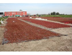 Bursa Özel İdaresi 3 Buçuk Milyon Liraya Toz Kırmızı Biber Tesisi Kuruyor