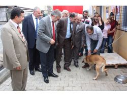 Sokak Köpeklerinin De Artık Bir Evi Var