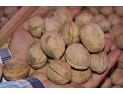 Çağlayancerit'te Ceviz Festivali Yapıldı