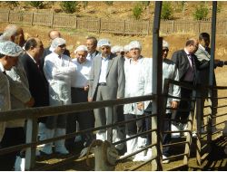 Bakan Eker, Keçi Çiftliğini Gezdi