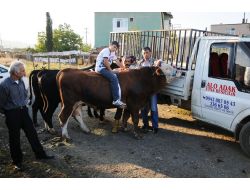 Promosyonlu Kurbanlıklar Görücüye Çıktı; 2 Boğa Alana, 1 Boğa Ve 3 Koç Hediye