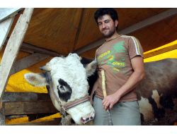 Erzurumlu Celep, Kurbanlıkları Satıp Düğün Yapacak