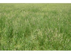 Mera Islah Projeleri İle Başkent'in Bozkırları Yeşeriyor