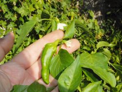 Sıcak Havalardan Nasiplenen Biber Ve Domates Fideleri İkinci Kez Çiçek Açtı