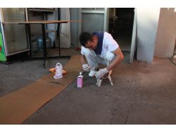 Adına Öksüz Koyduğu Kediye Çocuğu Gibi Bakıyor