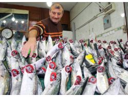 Havalar Sıcak Gidince Palamut Bollaştı