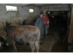 Suşehri’nde Besiciler Kurban Satışlardan Umutlu