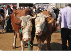 Çorum'da Kurban Pazarı Hareketlendi