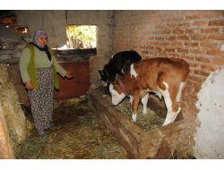 Manavgat'ta 754 Kişi 172 Bin Lira Buzağı Desteği Aldı