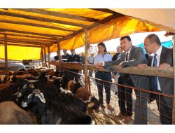 Osmangazi'de 5 Noktada Kurban Pazarı Kuruldu