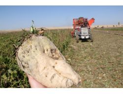 Bıyıkoğlu: Pancar Üretiminde Avrupa Ve Abd’yi Geride Bıraktık