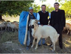 Küçükbaş Hayvancılıkta Koç Katım Dönemi Başladı