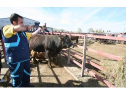 Erzurum'da Kurban Timi İş Başında..