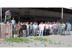 Çiftçiler Zarar Ettikleri Gerekçesiyle Tonlarca Salatalığı Çöpe Döktü