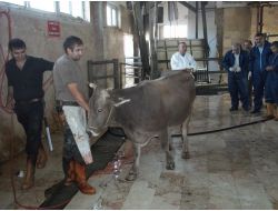 Kurbanları Sertifikalı Kasaplar Kesecek