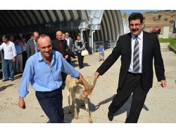 Balıkesir'de 28 Yetiştiriciye 39 Damızlık Saanen Tekesi Dağıtıldı