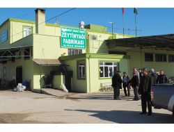 Mzo'nun Zeytinyağı Fabrikası Kapasitesini 5 Kat Arttırdı