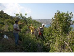 Balıkesir'deki Tıbbi Ve Aromatik Bitkilerin Envanteri Çıkarılıyor (Özel)