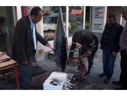 70 Kiloluk Orkinos Kars’ta İlgi Odağı Oldu