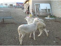 'Kurbanlık Hayvanların Ağız-burun Kısmında Salya Ve Yaraya Dikkat'