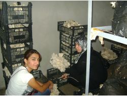 Birecikli İşsizler Mantar Yetiştirme Kursu İle İş Sahibi Olacak