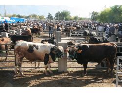 Kurbanlıklar Pazara İndi, Denetimler Artırıldı!