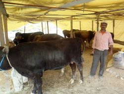 Kuşadası'nda Kurbanlık Alışverişi Henüz Durgun