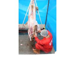 Balıkesir Belediyesi Küçükbaş Kurbanlıkları Ücretsiz Kesecek