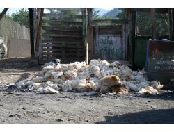 Şopengazi Hayvan Barınağı Hakkında Soruşturma Başlatıldı