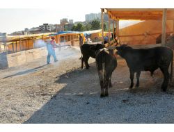 Samsun'da 'Kurban Pazarları' Denetlenip İlaçlanıyor