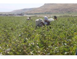 Silopi Ovasında Pamuk Hasadı Başladı