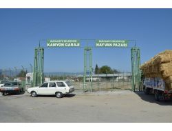 Burhaniye’de Çiftçi Hayvan Pazarı’na Kurbanlıkları Getiremedi