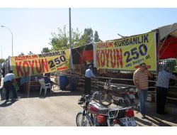 Kurbanlık Satıcısı Pankart Açtı: Seç Beğen Al 250 Lira