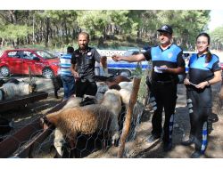 Polis, Kurbanlık Satıcılarını Kalpazan Ve Dolandırıcılara Karşı Uyardı