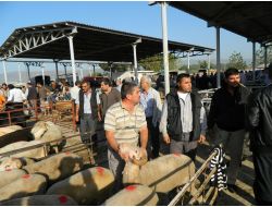 Ödemiş'te Kurbanlık Pazarı Açıldı