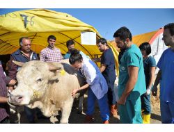 Altındağ, Kurban Bayramı'na Hazırlanıyor