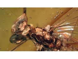 Amber İçinde 16 Milyon Yıllık Sinek Bulundu