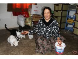 55 Yaşındaki Perihan Bay, 12 Kedi İle Aynı Evde Yaşıyor