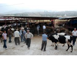 Kurbanlık Satışında Dolandırıcıların Kurbanı Olmayın