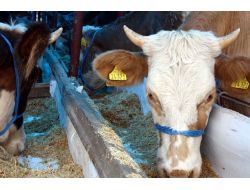 Kurban Pazarlarında Hijyen Denetimi Sürüyor